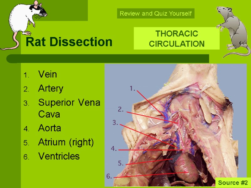 Rat Dissection Vein Artery Superior Vena Cava Aorta Atrium (right) Ventricles   THORACIC